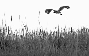 Oiseau embl&eacute;matique du marais de Mabamba en Ouganda en Afrique, le Bec-en-Sabot du Nil