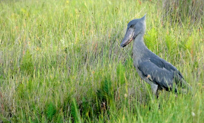 Oiseau embl&eacute;matique du marais de Mabamba en Ouganda en Afrique, le Bec-en-Sabot du Nil