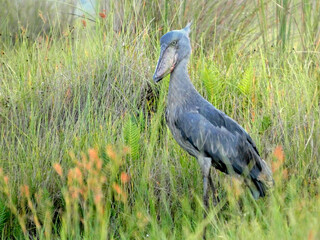 Oiseau embl&eacute;matique du marais de Mabamba en Ouganda en Afrique, le Bec-en-Sabot du Nil
