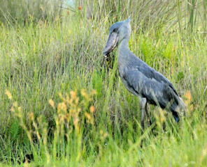 Oiseau embl&eacute;matique du marais de Mabamba en Ouganda en Afrique, le Bec-en-Sabot du Nil