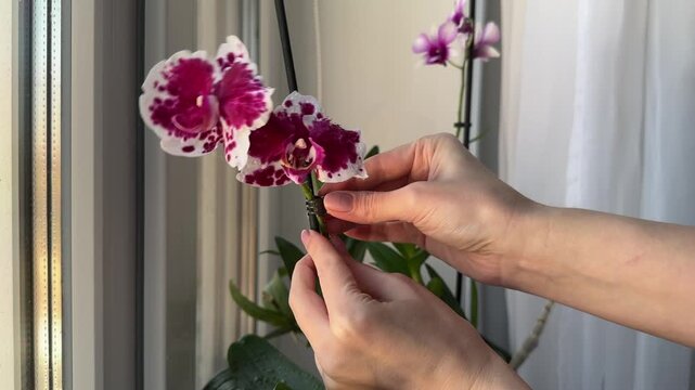 Female hands clip phalaenopsis orchid stem to stake