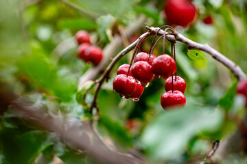 Red juicy cherries on the tree branch