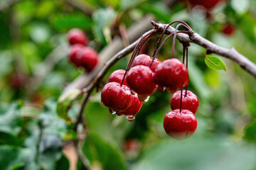 Red juicy cherries on the tree branch