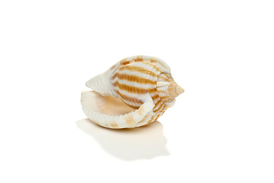 Striped bonnet shell, Phalium flammiferum  
