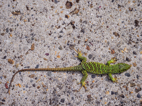 Ocellated Lizard - Timon Lepidus ibericus - on Concrete