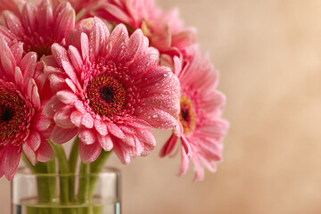 Pink gerbera daisy bouquet with dewdrops in a glass vase - close-up floral still life on a soft beige neutral background