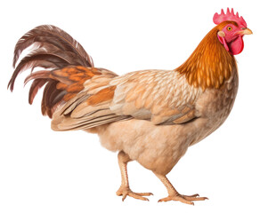 Fototapeta premium PNG Poultry chicken animal bird.