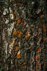 texture of old tree bark