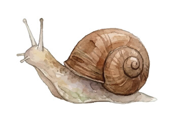 Watercolor-style snail illustration／かたつむり © BN studio