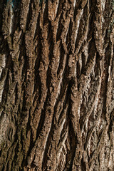 Obraz premium texture of old tree bark
