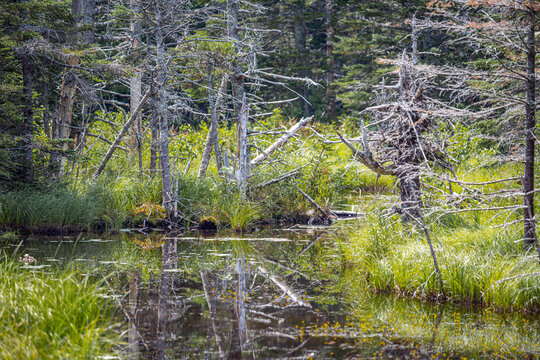 New England Marsh in the Summer