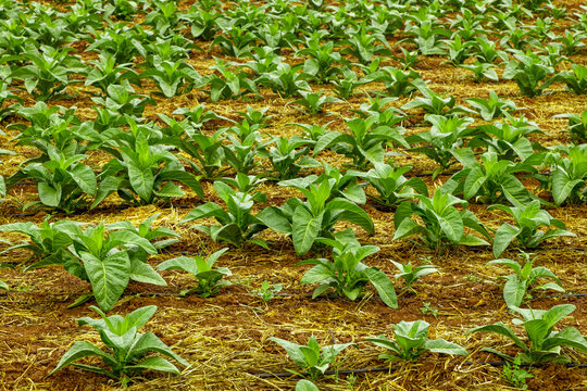 jacaranda tobacco Jacaranda Africa Images – Browse 739 Stock Photos, Vectors, and Video jacaranda tobacco Jacaranda Africa Images – Browse 739 Stock Photos, Vectors, and Video