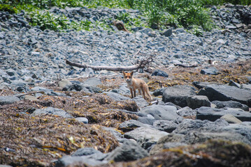 Fototapeta premium A red fox on a rocky shoreline along the Okhotsk Sea in the Kuril Islands, enjoying a sunny day.