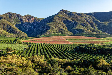 Naklejka premium Commercial farm with orchards and irrigation systems in the Gamtoos river valley surrounded by mountains near Patensie in the Eastern Cape, South Africa