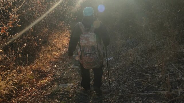 Lonely wandering man with a backpack on his back pushing off with a single walking stick while walking along a road among trees and bushes at sunset or sunrise. Long distance hiking.