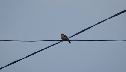 Bird Perched Wire Against Cloudy Sky