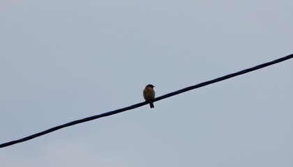 Small Bird Perched Wire Against Cloudy Sky