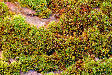Green moss background. Close-up of lush vegetation on the forest floor