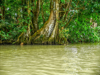 A Tortuguero canal bank with Tortuguero National Park, featuring impressive jungle giants.