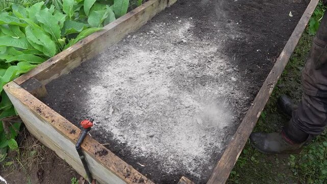 farmer sprinkles ashes on the vegetable garden soil to fertilize and fight pests, providing phosphorus to the soil.