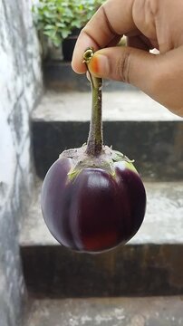 Closeup of a purple Eggplant or aubergine or brinjal 