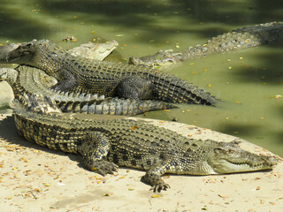 Obraz premium Saltwater crocodiles at Tharkayta in Myanmar