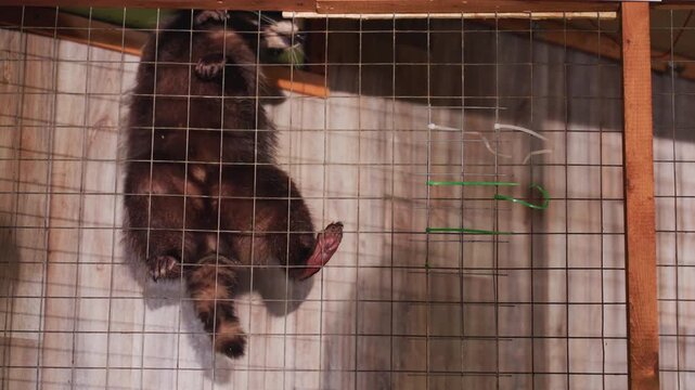 raccoon clinging to wire cage roof, struggling against mesh under dim shed lighting, masked face and nimble paws visible, rusted beams and wooden slats framing scene, tense urban wildlife encounter