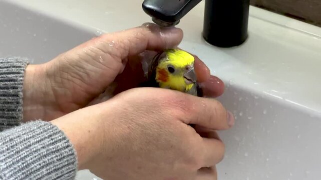 Cockatiel Bathing Under Faucet Stream on Owner's Hands &ndash; Stock Footage
