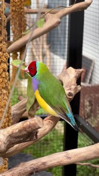 Gouldian Finch Perched on Branch Inside Aviary