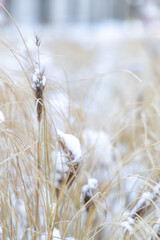 Dry grass on a sunny winter day
