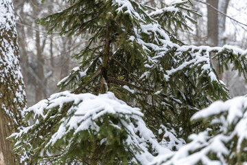 A small titmouse in the branches of a fir tree