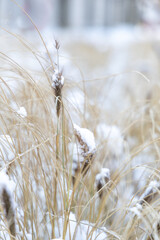 Dry grass on a sunny winter day