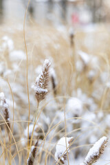 Dry grass on a sunny winter day