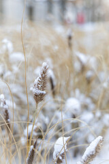 Dry grass on a sunny winter day