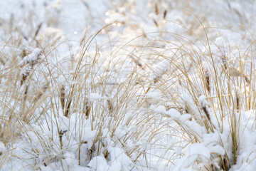 Dry grass on a sunny winter day