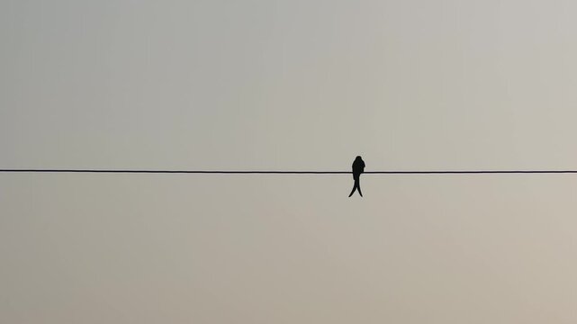 A bird peacefully sitting on an electric wire, enjoying calm surroundings and quiet nature moments