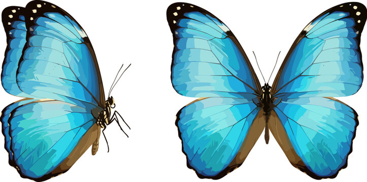 Set of beautiful blue morpho butterflies shown from top and side views, realistic tropical insect vector isolated on white background.