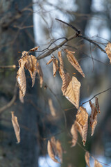 Naklejka premium Dry leaves on a tree in a winter forest