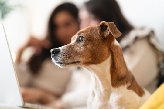 A dog sits attentively next to a person using a laptop, suggesting companionship and shared digital experiences in a cozy home environment.