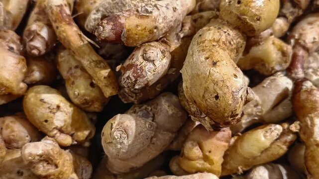 Slow zoom out footage of fresh kencur roots (Kaempferia galanga) showing natural texture and earthy color, commonly used as traditional spice and herbal ingredient in Asian cuisine and medicine.
