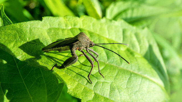 A tropical bug with powerful legs. the Hercules insect. Java Island, Indonesia. It like american Acanthocephala terminalis. People probably brought it here too, a pest of plants