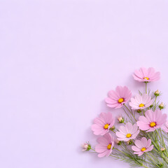 Delicate pink cosmos flowers on lavender background