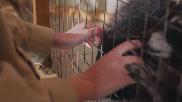 Hands examining raccoon through cage, close inspection of paw and muzzle against metal mesh in quiet clinic or barn, gentle probing, soft lighting, focused care and tentative animal response,