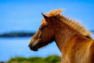 Profile portrait of a beautiful chestnut horse standing peacefully near the blue sea on a sunny summer day © Prime Pixels