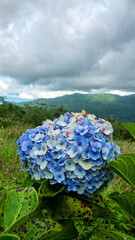 Obraz premium panicle hydrangea (Hydrangea paniculata) macrophyllous plant in subalpine meadows in the mountains of the tropical zone, Indonesia. Mountain meadow on Spice Islands