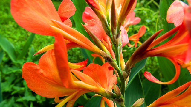 Like naturalized purple arrowroot (Cannaceae, Canna indica) in rain forest of Borneo Island. Rain season