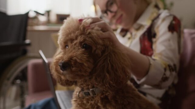 Selective focus shot of cheerful young woman with laptop petting brown mini poodle wearing collar at home, wheelchair in background