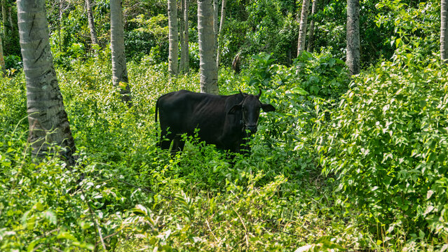 Small buffalo in the rainforest with pinang (Areca catechu). Maybe anoa (Bubalus depressicornis). Bunaken national park, north Sulawesi. It is endemic to the Indonesian island Sulawesi.