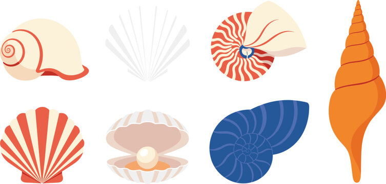 Set of professional sea shell vector illustrations featuring spiral conch shells, scallops, an open oyster with a pearl, and nautical nautilus.