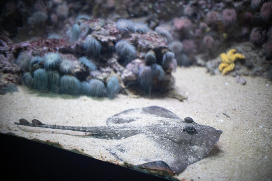 Ray resting on sandy bottom in marine tank